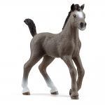 Selle Francais Foal
