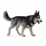 Siberian Husky