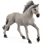 Sorraia Mustang Stallion