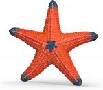 Starfish Colour Change