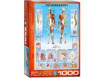 The Human Body