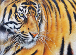 Elena Kolotusha - Tigerscape