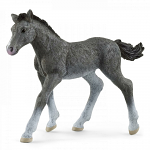 Trakhener Foal
