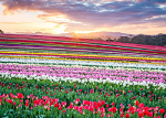 Tulip Rainbow Sunrise 