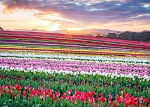 Tulip Rainbow Sunrise