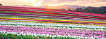 Tulip Rainbow Sunrise 