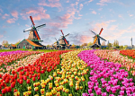 Tulips And Windmills