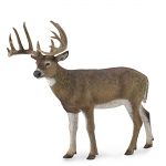 White Tailed Deer