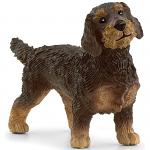 Wire Haired Dachshund