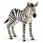 Zebra Foal
